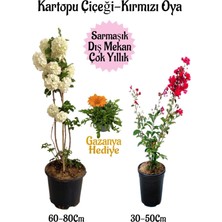 Die Grup Gardenbox Kartopu Çiçeği, Kırmızı Oya Ağacı, Turuncu Gazanya Hediyeli Saksılı Bahçe Seti, Çok Renkli