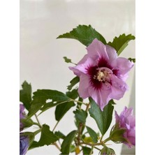 Die Grup Gardenbox Hatmi Çiçeği Ağaç Fidanı, Saksılı, 40-60CM, Althaea Officinalis