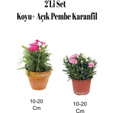 Die Grup Nura Botanik 2'li Set Açık Pembe Koyu Pembe Karanfil Çiçeği Dış Mekan Bitkisi, 10-20 cm