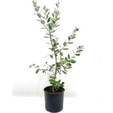 Die Grup Gardenbox Kaymak Ağacı Feijoa Bitkisi, Saksılı, 45-85 Cm, Dış Mekan Bitkisi
