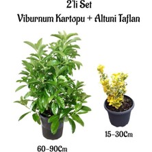 Die Grup Serada Decor & Plant Viburnum Kartopu Çiçeği Fidanı + Altuni Taflan 2'li Bahçe Seti, Çok Renkli
