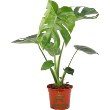 Die Grup Gardenbox Monstera Deliciosa Saksılı Deve Tabanı Çiçeği, 30-60 cm