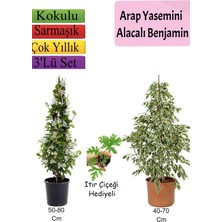 Die Grup Nura Botanik Beyaz Alacalı Benjamin Bitkisi, Arap Yasemini, Itır Çiçeği Hediyeli, 3'lü Set