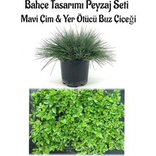 Die Grup Mavi Çim 1 Adet Saksılı (10-20CM)+BUZ Çiçeği 20 Adet Bahçe Seti, BTS0106NA03