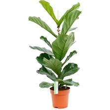 Die Grup Nura Botanik Ficus Lyrata Keman Yapraklı Kauçuk Bitkisi, 50-60 cm