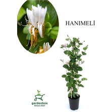 Die Grup Nura Botanik Kokulu Hanımeli Çiçeği, 1 Adet, Saksılı, 40-70 Cm, Sarmaşık Bitki, Çok Renkli