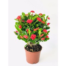 Die Grup Nura Botanik Kırmızı Milli Dikenler Tacı Dolgun Gösterişli Bitki, 1 Adet Saksılı, 20-40 Cm, Euphorbia