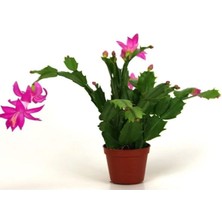 Die Grup Nura Botanik Yılbaşı Çiçeği Fidanı, 5-20CM Saksılı, Poinsettia, Renkli, 1 Adet