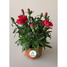 Die Grup Gardenbox Mis Kokulu Kırmızı Bodur Karanfil, Saksılı, 15-25CM, Red Dianthus