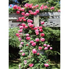 Die Grup Serada Decor & Plant Pembe Sarmaşık Çardak Gülü, 70-120 Cm, 1 Adet Saksılı Dış Mekan Sarmaşık