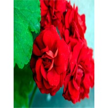 Die Grup Gardenbox Bordo Sakız Sardunya Çiçeği, 15-25 cm Saksılı Çiçekli Bodur Bitkiler, Geranium