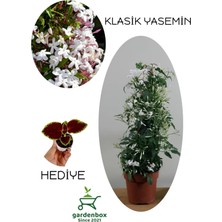 Die Grup Nura Botanik Mis Kokulu Ada Yasemini Çiçeği, Saksılı, 30-60 Cm, Yaprak Güzeli Bitkisi ile Combo