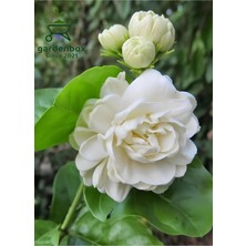 Die Grup Gardenbox Katmerli Yoğun Kokulu Yasemin Çiçeği, Saksılı, 30-60 Cm, Bahçe Balkon Çiçeği