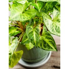 Die Grup Serada Decor & Plant Syngonium Melek Kanadı Çiçeği, 20-45CM, Saksılı, Yeşil