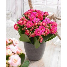 Die Grup Nura Botanik Açık Pembe Canlı Kalanchoe Çiçeği, Saksılı, Ithal