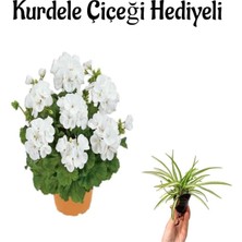 Die Grup Nura Botanik Beyaz Sardunya Çiçeği, Sevgililer Gününe Özel, Kurdele Hediyeli