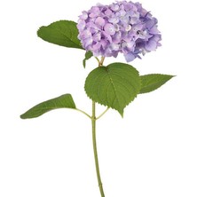 Die Grup Nura Botanik Mor Ortanca Çiçeği Fidanı, 35-50 Cm, Saksılı, Hydrangea
