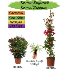 Die Grup Gardenbox Kırmızı Begonvil, Kırmızı Zakkum Fidanı, Kurdele Çiçeği Hediyeli 3'lü Peyzaj Seti