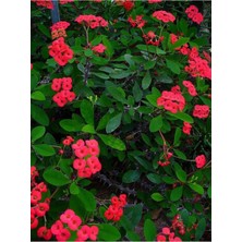 Die Grup Gardenbox Kırmızı Milli Dikenler Tacı Euphorbia Saksılı Bitki, 20-40 cm