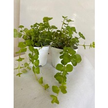 Die Grup Gardenbox Altın Kolye Sarkıcı Bitki, Lysimachia Nummularia, 8,5 Saksı, 1 Adet