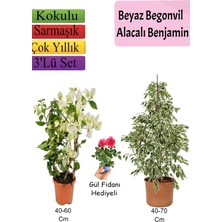Die Grup Nura Botanik Beyaz Alacalı Benjamin Bitkisi, Beyaz Begonvil, Gül Fidanı Hediyeli Set