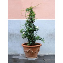 Die Grup Serada Decor & Plant Yasemin Sarmaşık Beyaz Çiçekli, 110-150 Cm, Saksılı Dış Mekan Bitkisi