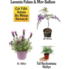 Die Grup Gardenbox Yoğun Kokulu Lavanta, Mor Salkım Ağacı Fidanı, Tül Kuşkonmaz Hediyeli Bahçe Seti