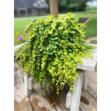 Die Grup Gardenbox Zemin Örtücü Sarı Kız Çiçeği, 1 Adet Makrome Saksılı, 30-40CM, Lysimachia Nummularia