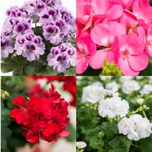 Die Grup Nura Botanik Rengarenk 4 Adet Sardunya Çiçeği Fidanı, 15-30CM Saksılı, Geranium