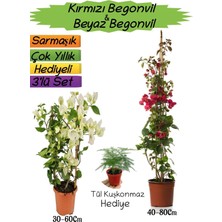 Die Grup Gardenbox Kırmızı Begonvil, Beyaz Begonvil, Tül Kuşkonmaz 3'lü Peyzaj Seti, Çok Renkli