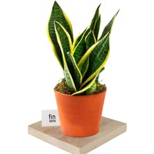 Die Grup Nura Botanik Sansevieria Paşa Kılıcı Peygamber Kılıcı Bitkisi, 30-40 Cm, Plastik Saksıda