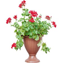 Die Grup Gardenbox Kırmızı Sakız Sardunya, 30-50 Cm, 1 Adet Saksılı Çiçekli Bodur Bitki, Geranium