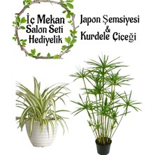 Die Grup Nura Botanik Japon Şemsiyesi 40-60CM Saksılı, Kurdele Çiçeği Saksılı Salon Seti