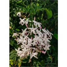 Die Grup Nura Botanik Mis Kokulu Izmir Yasemini Çiçeği, 1 Adet Saksılı, 30-60 Cm, Jasminum