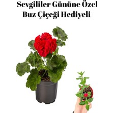 Die Grup Kadınlar Gününe Özel Kokulu Kırmızı Renk Sardunya Çiçeği Buz Çiçeği Hediyeli, BTS001NU012
