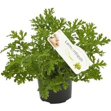 Die Grup Gardenbox Saksıda Kokulu Itır Fidanı, Canlı Bitki, Çiçekli Bodur Bitki