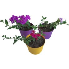Die Grup Serada Decor & Plant 3'lü Mini Mine Çiçeği Seti, Koyu Mor, Alacalı Mor, Koyu Pembe