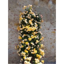 Die Grup Serada Decor & Plant Sarı Sarmaşık Gül Fidanı, Kokulu, 90-140 Cm, 1 Adet Tüplü Aşılı Gül