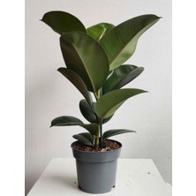 Die Grup Serada Decor & Plant Yeşil Parlak Yapraklı Kauçuk Çiçeği, Ficus Elastica, 1 Adet Saksılı, 20-45CM