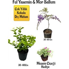 Die Grup Nura Botanik Kokulu Ful Yasemin Çiçeği, Mor Salkım Ağacı Fidanı, Mezem Çiçeği Hediyeli Peyzaj Seti