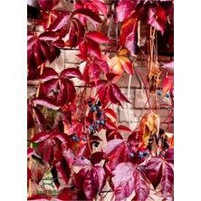 Die Grup Serada Decor & Plant Renkli Amerikan Sarmaşığı, 60-80 Cm, Saksılı, Sonbaharda Kırmızı Renge Döner
