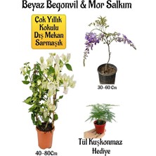 Die Grup Serada Decor & Plant Beyaz Begonvil Çiçeği, Mor Salkım Ağacı Fidanı, Tül Kuşkonmaz Hediyeli Bahçe Peyzaj Seti