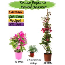 Die Grup Gardenbox Kırmızı Begonvil, Pembe Begonvil, Tül Kuşkonmaz 3'lü Peyzaj Seti, Çok Renkli