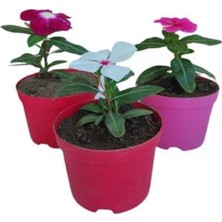 Die Grup Nura Botanik 3'lü Rozet Çiçeği Seti, Mor+Beyaz+Pembe Renkli, 5-10 Cm, Iç/dış Mekan Bitkisi