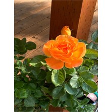 Die Grup Serada Decor & Plant Aşılı Gül, Turuncu, 30-50 Cm, Saksılı