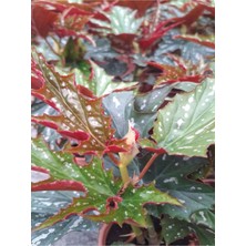 Die Grup Nura Botanik Çınar Çilli Begonya Çiçeği, 1 Adet, Saksılı, 20-40 Cm, Iç Mekan Bitkisi, Begonia Rex
