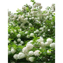 Die Grup Gardenbox Viburnum Kartopu Çiçeği Fidanı, 30-70 Cm, Saksılı, Beyaz