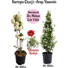 Die Grup Serada Decor & Plant Kartopu Çiçeği, Arap Yasemini, Kırmızı Gazanya Saksılı Bahçe Seti, 3'lü Bitki Seti