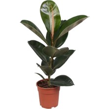 Die Grup Serada Decor & Plant Kauçuk Çiçeği Ficus Elastica Robusta Saksılı, 20-45CM, 1 Adet