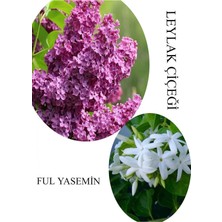 Die Grup Nura Botanik Kokulu Leylak Çiçeği Saksılı 30-60CM + Ful Yasemin Çiçeği 30-60CM Combo Set